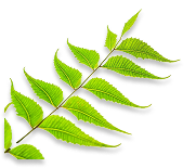 leaf